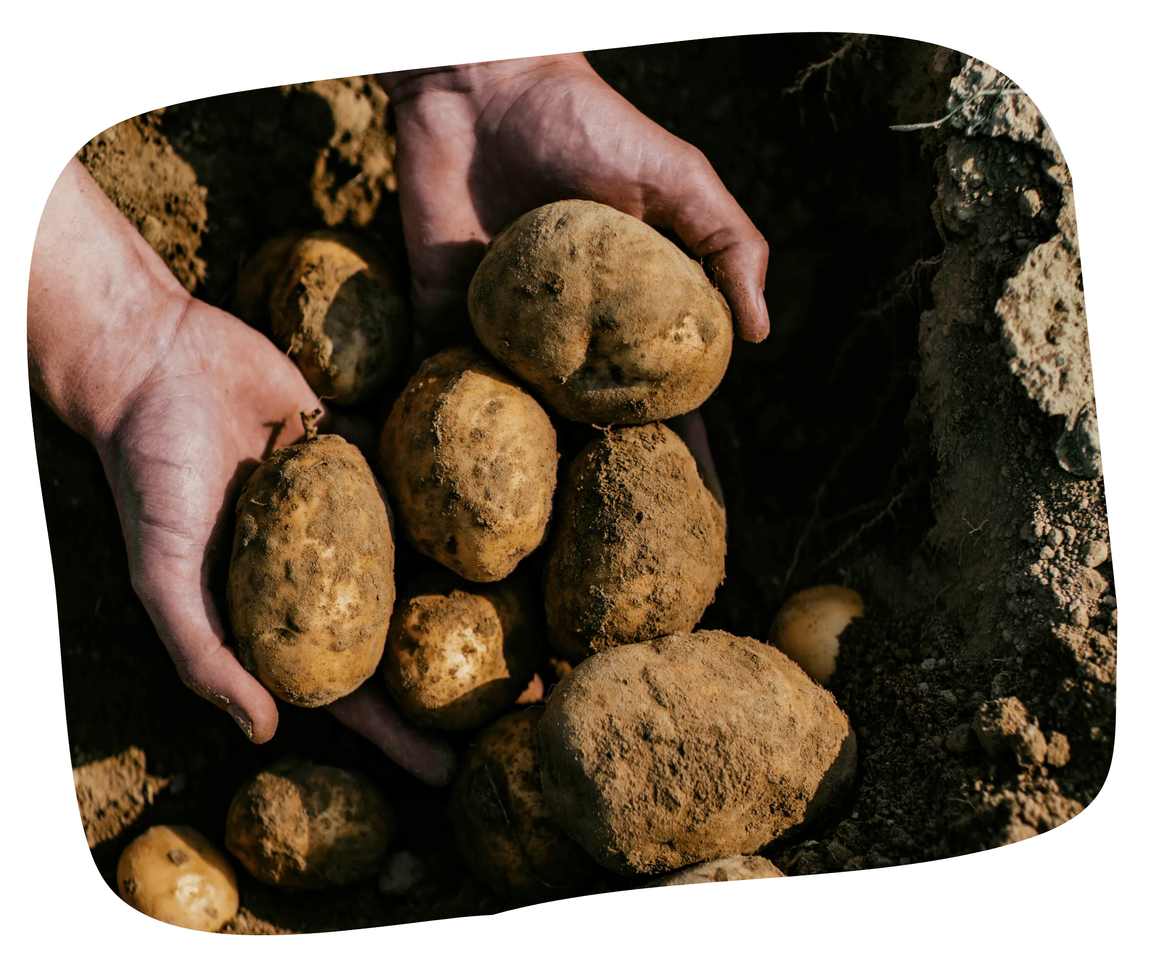 Banner Image Sustainability